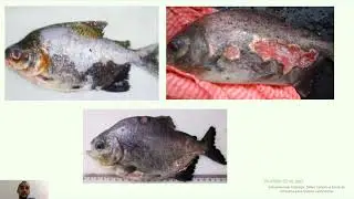 Case 1 - HISTOPATOLOGIA VETERIN&Aacute;RIA - LEANDRO - COLUMNARIOSE
