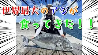 【沖縄釣り】軽い気持ちで垂らし釣りしてたら・・・【Giant trevally】