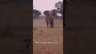 A big elephant chased many wild dogs,