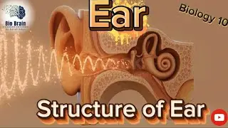 EAR | Structure & Function of Ear  animated lecture | Class 10 biology @BioBrain_by_rafahkhan 