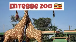 ENTEBBE ZOO||EXPLORING UGANDA 🇺🇬