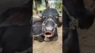 Dal bhat lao re 😂🤣😂