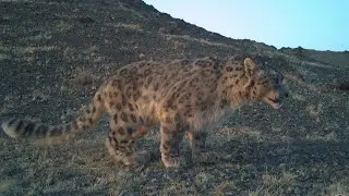 Snow Leopard Research in Gobi