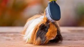 Guinea Pig Grooming: Everything You Need to Know!