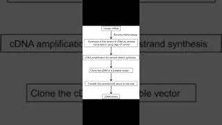 Quick revision series: cDNA library