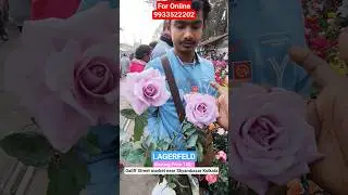 Stunning Fragrant Lagerfeld Rose With Price #shorts #price