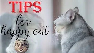 Tips / How to care for cats  / for a happy cat / funny cats life 2022
