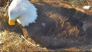 AEF NE Florida Eagles - NE19 Part 04 - 12/11/2017