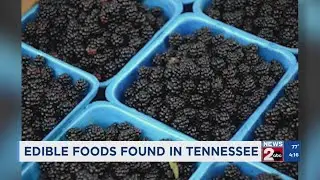Edible plants found in Tennessee