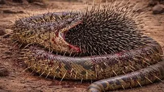Giant Anaconda vs Spiky Porcupine Desert Survival Battle 8K