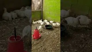 Chicken Farming in Small Scale Poultry Farm | 🐔🐥🐣🍗 | #shorts