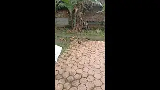 Duck mating sound #shorts