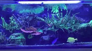 Blue Reef Chromis Spawning