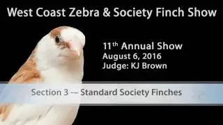 Top 10 - Standard Societies 2016 West Coast Zebra & Society Finch Show