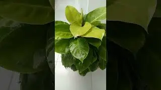 #philodendron#moonlight#lemon# ku super jumbo, montok and segar!#shortsvideo