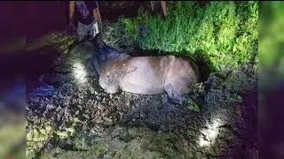Castle Rock Fire and Rescue works overnight to free horse stuck in mud
