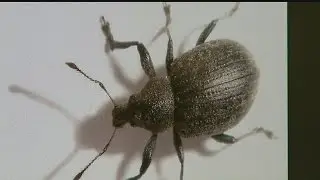 Seeing little black bugs? Here&rsquo;s what they are