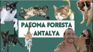 Meet The Adorable Cats Roaming This Antalya Turkey Hotel ❤️