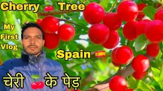 चेरी 🍒के पेड़ | Cherry Tree | My First Vlog | Producer Dss Vlogs