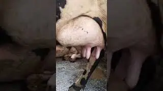 #anime#cow