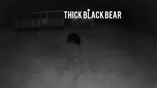 Black bear eating good #poconos #poconopines #poconomountains #chunk