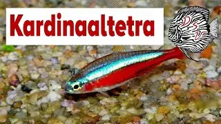 Aquarium fish: Cardinal Tetra  - Paracheirodon Axelrodi | Aquarium Sunshine Valley