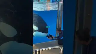 The Sweetest Orca Moment Ever Caught! (@seaworld.photos)