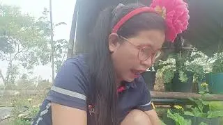 ปลูกผักใส่กระถางไว้กิน#ปลูกผักกวางตุ้ง#growvegetables