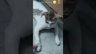 How other cats do the COIN TRICK Vs My Cats 🐈 💙 🪙  #youtubeshorts #ytshortsindia
