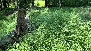 Tis the season to control stilt grass