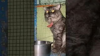 Cat meowing #catcrying#catsound#loudly#thecatlife