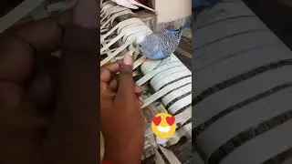 My cute budgies drinking water &eating cabbage | blue& brownie budgie eating cabbage