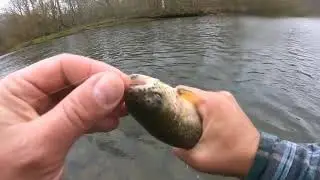 Allegheny National Forest Trout Fishing