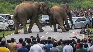 Wild Elephants Fight on Highway | Shocking Road Accidents & Crowd Chaos | Sri Lanka Wildlife😱🐘🚨