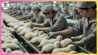 China Mink Farm - How Millions Of Minks Are Raised In Factories For Meat And Skin By Chinese Farmers