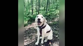 Labradoodle Goes on a Hike!