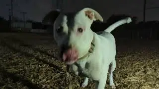 Gabby. to bribe or no? r- to fix, get leash right first dummy; fetch & tug not enuf to satiate drive