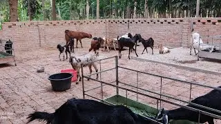 I am a sub-contractor for goats S.K.M GOAT FARM I did this in advance.