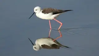 Black-winged Stilt, Styltl&ouml;pare, Himantopus himantopus. Torrevieja, Spain