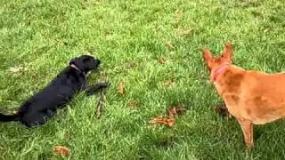 Meg, Molly & Sandie. Mucky Paws Pet Care Dog Walking in Streatham