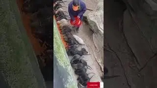 ratos gigantes
