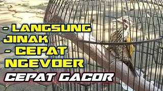 CARA PERAWATAN DAN PENGEVOERAN BURUNG PLATUK BAWANG