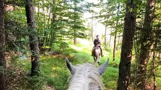 Terensko jahanje: istraživanje goranskih &scaron;uma-Lisina  // Horse riding through the woods