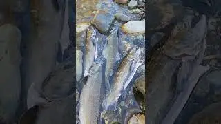 We want to catch salmon like that by fishing!! I ❤️ salmon fishing Canada 🇨🇦 #7