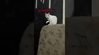 Докопался до кошки