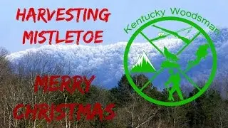 Harvesting Mistletoe