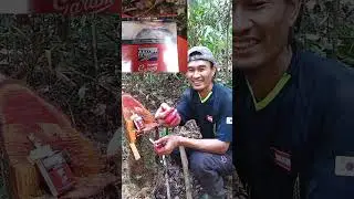 Tanpa Petrogenol pun Bisa Perangkap Lalat Buah Pakai Ini