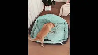 The large dog bed will surprise you again and again