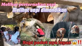 MELIHAT PERTERNAKAN SAPI DAN MELIHAT SAPI DI MANDIKAN || SAPI PEDETNYA LEPAS 😱‼️