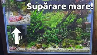O greșeală care m-a costat SCUMP. Oare ce am greșit cu creveții din acvariul asta?